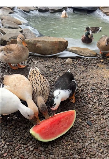 Enjoying Watermelon with Pet Ducks