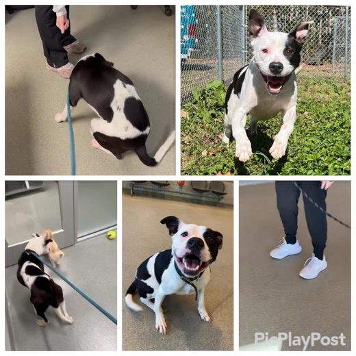 RESCUED BY Kora’s Rescue Ranch!! URGENT RESCUE NEEDED FOR PRECIOUS-PHOEBE BY 11/7🆘🚨‼️RANDOLPH COUNTY NC SHELTER IS FULL‼️‼️‼️ Phoebe was brought into the shelter by an ACO as a stray and sadly never reclaimed. Upon her arrival it was noted that she has a deformed front leg, after being sent to a local vet it was discovered that her leg had sustained a previous injury and did not grow back the correct way. Even with a deformed leg it doesn’t stop Phoebe from showing you how excited she is to se