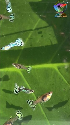 Pandora blue mosaic 🩵 contact 8606841401 subscribe and support #guppies #guppy #guppyfish #fish