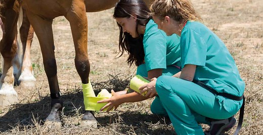Digital Flexor Tendon Sheath Injuries in Horses | DDFT