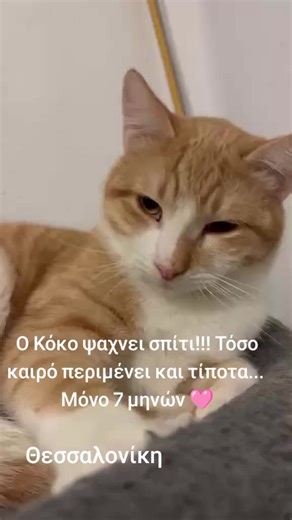 UPDATE!!! Τέλος φιλοξενίας για τον Κοκο. Μεταφέρεται δυστυχώς σε crate καθώς δεν υπάρχει άλλη λύση….. 📣Προς υιοθεσία ο Κόκο🩵 🐈Ο Κόκο ειναι ένας γατούλης που πουρπουρίζει όλη την ώρα και κάνει χάδια ασταμάτητα! 🐈Τα πάει καλα με γατούλες και ήρθε η ωρα να βρει ενα σπιτάκι! Δώστε του την ευκαιρία! 🐈Είναι 6 μηνών, στειρωμένος, εμβολιασμένος, αποπαρασιτωμενος! Θα δοθεί αποκλειστικα μέσα σε σπίτι με συμβόλαιο υιοθεσίας και αρνητικός σε λοιμώδη νοσήματα. Για τον Κόκο μπειτε στην ιστοσελίδα μας SPE