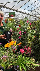 1K reactions · 18 comments | Meadowscaping - no lawn required! ✨ This...