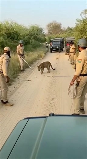 Leopard Suddenly Attacks Forest Rescue Team 😱🐆