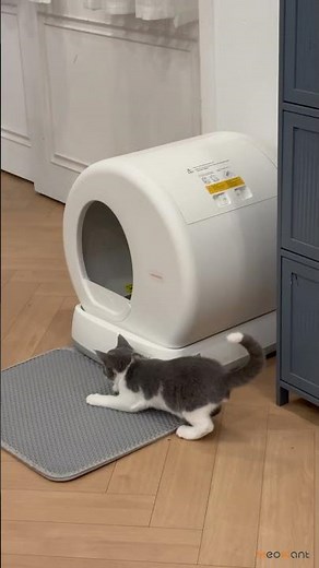 How an Automatic Litter Box Changed Life for My Cat (And Me).#meowant #cat #catlitterbox #furry