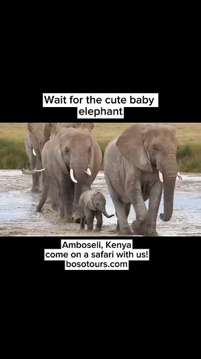 Elephants have the longest gestation period of any land mammal, about 22 months (roughly 660 days). Just imagine that! Now wait for the adorable little one following its mama closely behind. So cute! #Elephants #WildlifeMoments #AmboseliNationalPark #KenyaSafari #AfricanSafari #WildlifePhotography #NatureLovers #BigFive #SafariExperience #bosotours #Travel2026 #ExploreKenya Video credits; Super driver guide, Geff Kimang | Boso Tour & Safaris