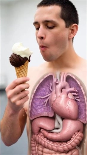 See what happens inside your body when you eat ice cream Human logic 3D