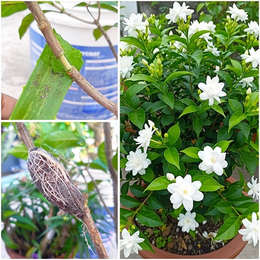 Grow crepe jasmine flower plant by air layering | Easy method that works fast | Rana Craft