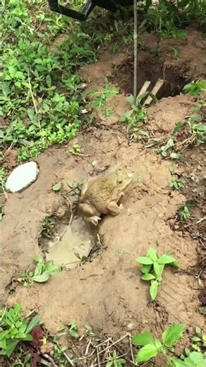 frog trap 🐸🪤 | Survival Hack Trap #bushcraftskills