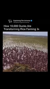 Ducks help rice farming by naturally controlling pests, as they eat insects and snails that damage crops. They also suppress weeds by foraging and trampling, reducing the need for herbicides. Their movement aerates the soil, improving oxygen and nutrient circulation. Duck droppings serve as organic fertilizer, enriching the soil. Additionally, they keep water in motion, preventing stagnation and algae growth. Farmers can also benefit by selling ducks for meat and eggs, creating an additional sou