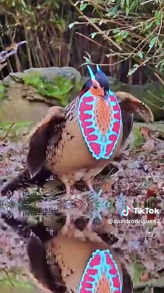 Beautiful Nature #bird #nature #loveyou #fyp