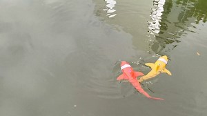 Watch Remote Control Shark Toy for Swimming Pool River & Bathtub on Amazon Live