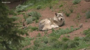 Colorado Parks and Wildlife reports possible wolf sighting in Larimer County