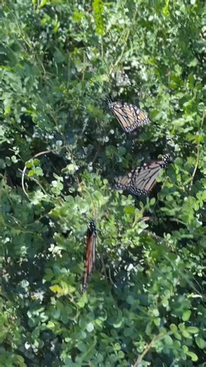 Step outside to see Monarch butterflies migrating right now! And join us on Saturday, Nov. 1st at 9am for Monarch Butterfly Tagging! #gooseisland #texasstateparks #lifesbetteroutside | Goose Island State Park - Texas Parks and Wildlife