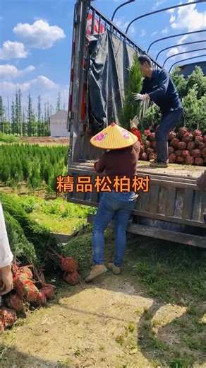 #上热门要流量 Wholesale Juniperus chinensis 'Pyramidalis' seedlings#上热门话题9000亿流量第一名