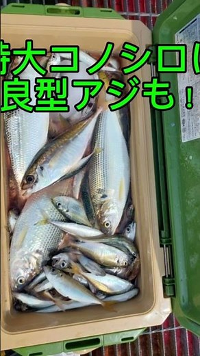 直近、尼崎魚つり公園の釣果です。 アジ・イワシ・サバ・ママカリ・チヌ・ハネでグレが狙えます！ ​@fishingmaxmuko