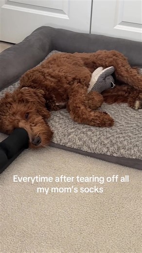 I get tired after tearing off my mom’s socks #doodle #dogmom #dogsoftiktok #petlover #dog
