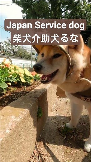 車椅子を支える柴犬介助犬。花と土の匂いで心身を整える記録