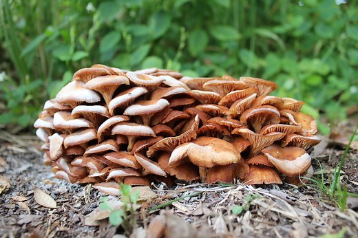 10 Red Mushrooms in Illinois (2023 Guide) - The Gardening Dad