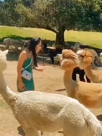 Don't Kiss an Alpaca: Funny Alpaca Mishaps