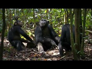 New Disneynature Film "Chimpanzee" Benefits Chimpanzees in the Wild.