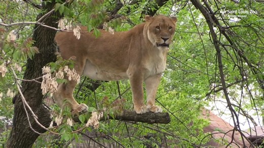 🎶 “Queen, queen, queen of the jungle, watch out for that tree!” Let’s meet African lion Cabara! #SpeciesSpotlight Given Name: Cabara Species Name: African Lion Scientific Name: Panthera leo Geographical Range: Southern Sahara Habitat: Woodlands, grasslands, deserts Conservation Status: Vulnerable Cabara is a 16-year-old female African lion, a species often considered the “king of the jungle.” She came to Big Cat Country in April 2007. Before arriving at her forever home, she lived in the Basel 