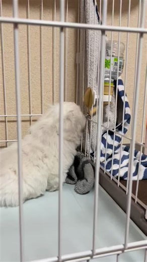 ペキニーズのかわいさを10秒間楽しもう！