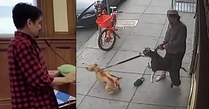 Dramatic Attack Footage Shown in Vicious and Dangerous Dog Hearing; Two Pit Bulls Attack a Man and His Dog in Chinatown