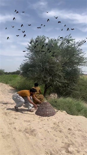Watch this amazing bird hunting #birdshunting #harehunting