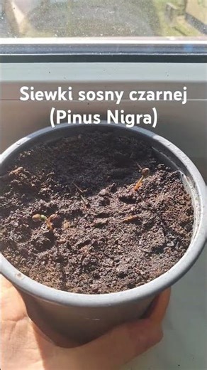 sosna czarna #natura #pinetree #ogród #ogrodnictwo #sosna #iglaki #siewka #modrzew #siewki
