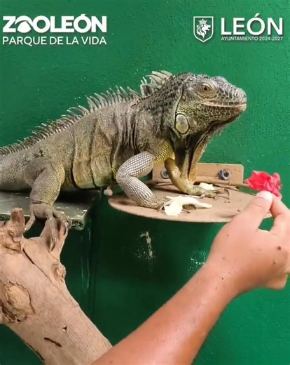 🌍🦎 Hoy celebramos el Día Mundial del Lagarto 🦎🌍 Pequeños pero fascinantes, los lagartos son parte esencial de nuestros ecosistemas: controlan plagas, polinizan y nos recuerdan la asombrosa diversidad de la naturaleza. En el #Zooleón trabajamos para su conservación y para que más personas conozcan su importancia. 💚 Ven a descubrirlos y maravíllate con sus colores, formas y comportamientos únicos. 📅 ¡Celebremos juntos este día especial! #DíaMundialDelLagarto #Zooleón #Conservación #Biodivers