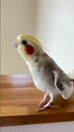Cockatiel Singing Happy Birthday Song #birdsounds #cockatielsinging #cockatiel #parrot #birds #cute