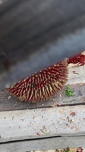 Best Red Durian #reels #durian | Borneo Forester