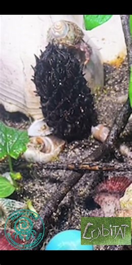 He Reaches Out… Then Changes His Mind