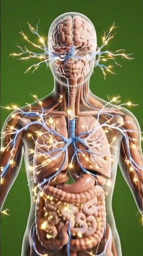 "Human Body Parts and Their Functions Simplified"#science #aianimation #biology #3danatomy