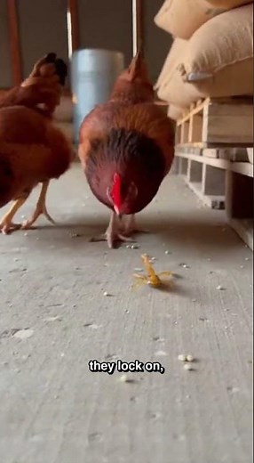 Why the Scorpions Lost the Shed