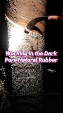 Night Rubber Tapping – The Secret of Good Latex