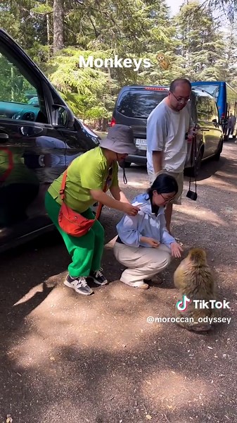 Moroccan_odyssey sur TikTok