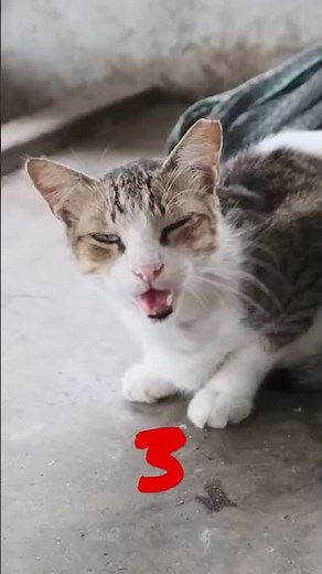 10 Second Cats #timertopia