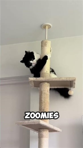 Cat Zoomies 🐱💨 #animalfacts #animals #cats