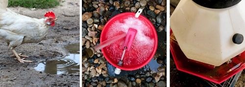 7 Best Tips – How to Keep Chicken Water Clean