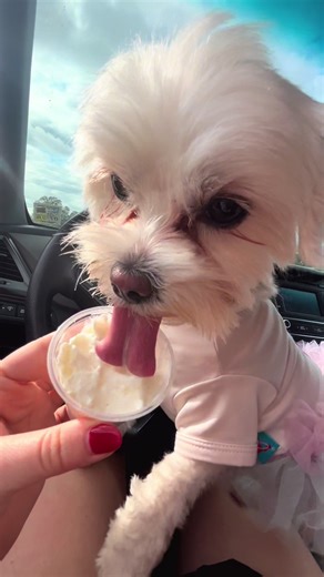 Reminder that dogs don’t get enough birthdays so make them special🥹 #dogbirthdays #malteseoftiktok #maltese