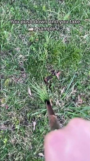 Here’s a no chemical method for getting rid of wild onion grass