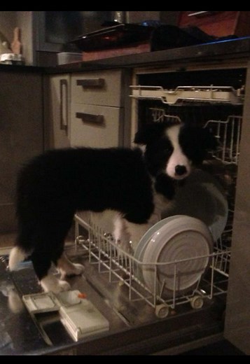 Border Collie Guide: Smart, Active Shepherd Companion