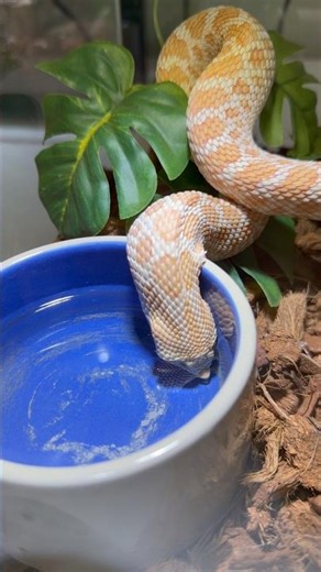 I Didn't Expect My Snake To Drink So Much WATER! 🤣🐍 #snake #reptiles #animals