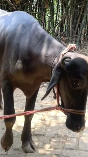 Buffalow serious conversation #deepaktilli #funny #comedy