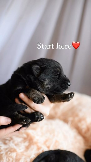 German Shepherd puppies at two weeks old ❤️ Mali and Jack had a stunning litter of pups. we have a few available now❤️ We’re expecting chunkers, because these guys LOVE to eat ❤️to get updated pics and video this week! 😱❤️ #bicolorgsd #blackgsd #blackgermanshepherd #blackgermanshepherdpuppy | Lionheart Shepherds