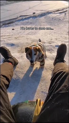 Adorable Sled Dog Racing Fun with His Owner