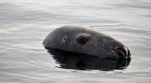 Protective Netting Reducing Seal Culls | Aquaculture | Fish Focus