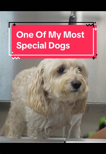 Charlie 🐾 One of my most special boys. 13 years of loyalty, love, and following me from salon to salon. A true OG client who’s been part of my journey forever. #groomersoftiktok #viral #fyp #dogsofttiktok #doglovers