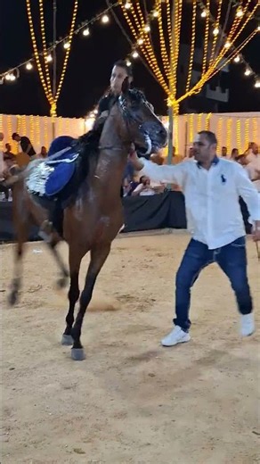 خيل رقص حفاة الهرم
